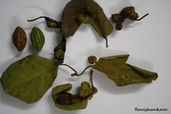 Terminalia chebula